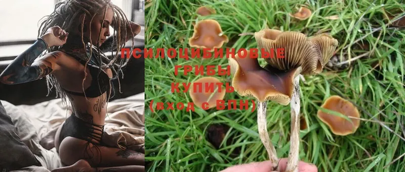 Галлюциногенные грибы MAGIC MUSHROOMS  Губаха 